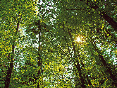 Energieholz aus dem Wald ist erneuerbar